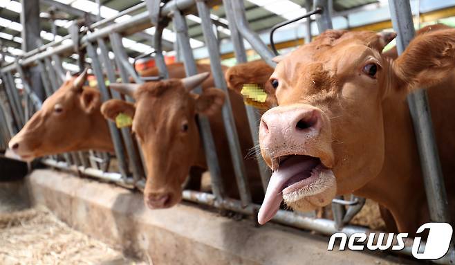 한 축사에서 한우들이 혀를 내밀며 더위를 식히고 있다. /뉴스1 ⓒ News1