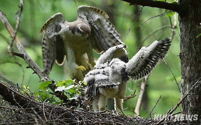 '이 녀석들이 정말'옆 나무에서 수컷의 먹이사냥을 기다리고 있던 어미가 새끼들의 싸움이 격렬해지자 둥지로 돌아오고 있다.