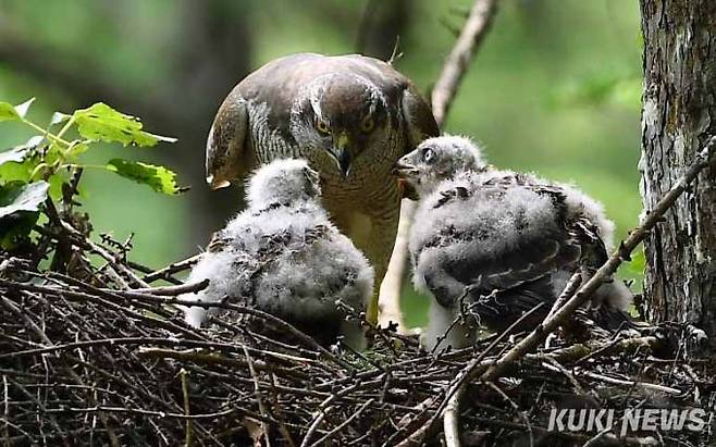 '또 다시 싸우기만 해봐라'어미참매가 새끼들을 앉혀놓고 단단히 주의를 주고 있다.