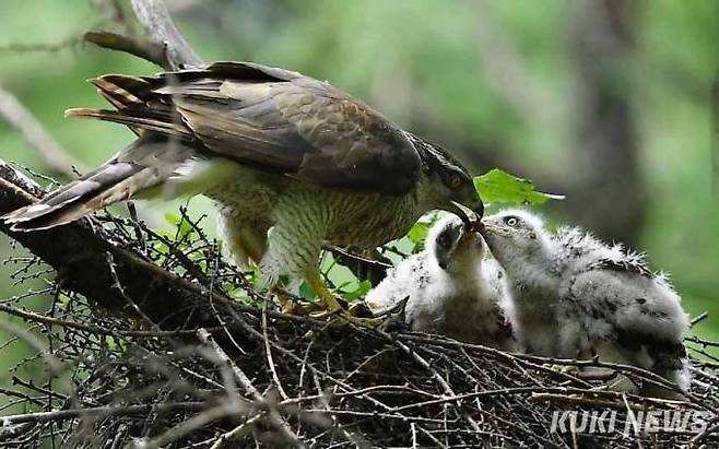 '자식이 뭔지'새끼들을 한참동안 야단치고 난 후 어미 참매가 새끼들에게 먹이를 주고 있다.
