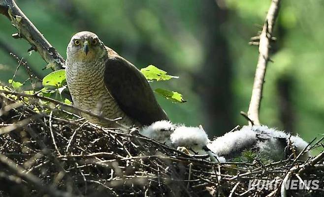 '누구지'조용한 산 속에 낮선 사람들이 나타나자 새끼들은 최대한 몸을 낮추고 어미새는 매서운 눈으로 취재진에게서 눈을 떼지 않았다.