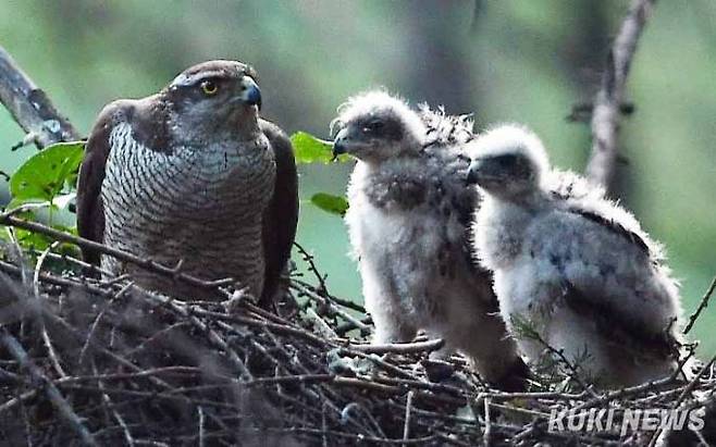 '훈육하는 어미 참매'새끼들이 먹이를 가지고 심하게 싸우자 어미새가 새끼들에게 무언가 이야기를 하고 있다. 며칠전 세마리 새끼 중 한마리를 잃어버린 참매 어미는 신경이 날카로워 보였다.