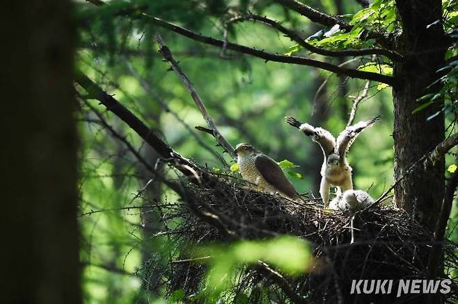참매는 둥지를 새로 짓기도 하지만 새집을 짓는 건 생각보다는 힘든 일이어서 지난 해 둥지를 보수해서 재사용하는 경우도 많다.