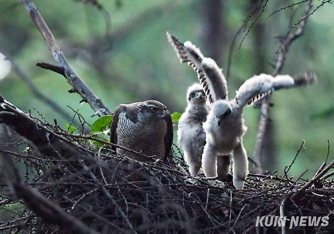 생태사진가 김응성(70) 씨는 “최상위 포식자인 참매가 번식하는 모습이 우리나라 전역에서 목격되는 것은 다행스런 현상이다. 생태계가 그만큼 안정돼 있다는 뜻”이라고 말했다.