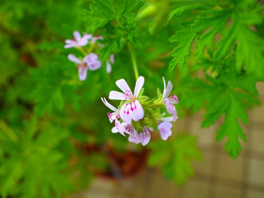 천연 모기퇴치식물인  구문초는 봄 여름에 꽃이 피는 대표적인  여름식물로. 분홍색 흰색으로 관상용으로도 인기다. 농촌진흥청 홈페이지 캡처
