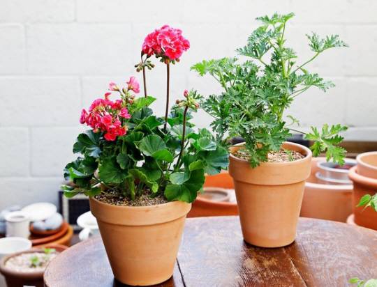 로즈제라늄으로 불리는 구문초(오른쪽) 화분과 제라늄(왼쪽). 구문초는 단풍잎 모양으로 잎이 두툼하며 분홍, 흰색 계열 꽃이 피는 게 특징이다. 제라늄은 해충을 쫓는 데 효과가 있으며 서양에서는 자주 창틀에 놓고 키운다. 농촌진흥청 제공