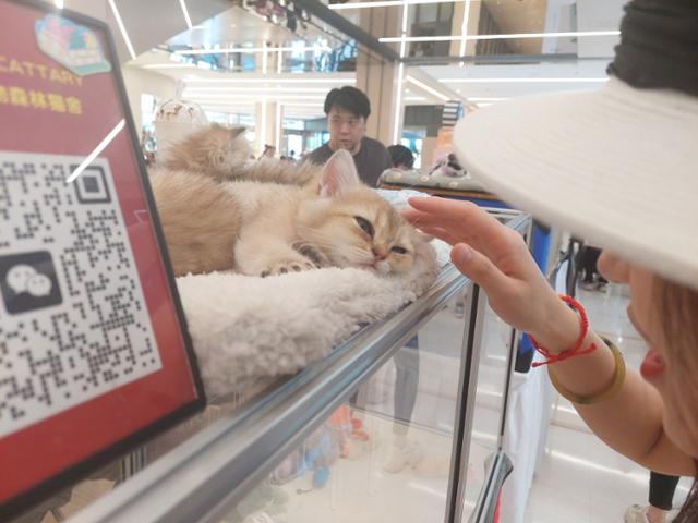 8일 중국 베이징 차오양구의 한 쇼핑몰에서 열린 고양이 박람회를 관람하고 있는 한 여성이 고양이를 쓰다듬고 있다. 베이징=조영빈 특파원