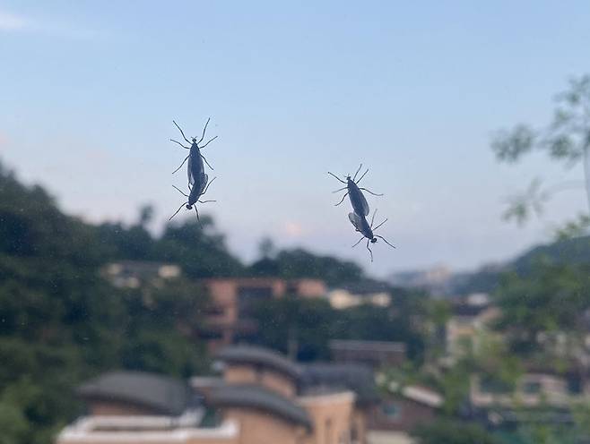 지난해 서울 종로구 가정집 창문에 붙은 러브버그./사진=연합뉴스DB