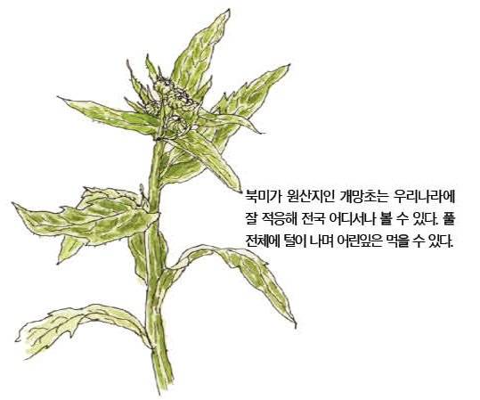 우리 주변 식물들의 비밀 이야기 51 개망초