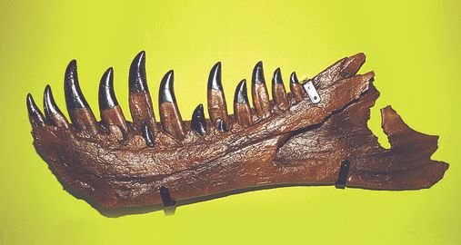 티라노사우루스의 아래턱 신경 혈관계를 복원해보니 다른 공룡에 비해 주둥이의 촉각이 예민한 것으로 밝혀졌다. 사진은 티라노사우루스 ‘스탠’의 오른쪽 아래턱 복제 표본.