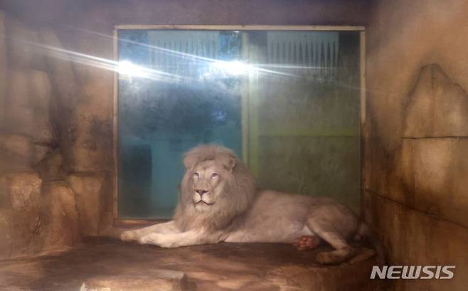 [대구=뉴시스] 이무열 기자 = 폐업한 실내 동물원에 방치됐던 백사자가 대구 달성군 네이처파크 동물원으로 옮겨진다. 사진은 17일 대구 수성구의 한 실내 동물원에 있는 백사자가 네이처파크로 옮겨지기 전 모습. 2024.06.17. lmy@newsis.com