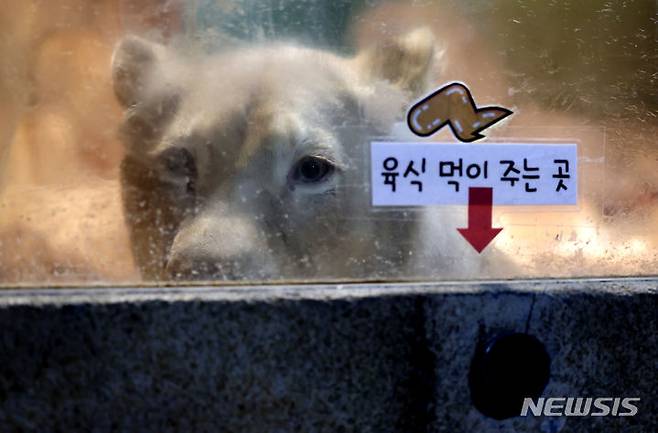 [대구=뉴시스] 이무열 기자 = 폐업한 실내 동물원에 방치됐던 백사자가 대구 달성군 네이처파크 동물원으로 옮겨진다. 사진은 17일 대구 수성구의 한 실내 동물원에 있는 백사자가 네이처파크로 옮겨지기 전 모습. 2024.06.17. lmy@newsis.com