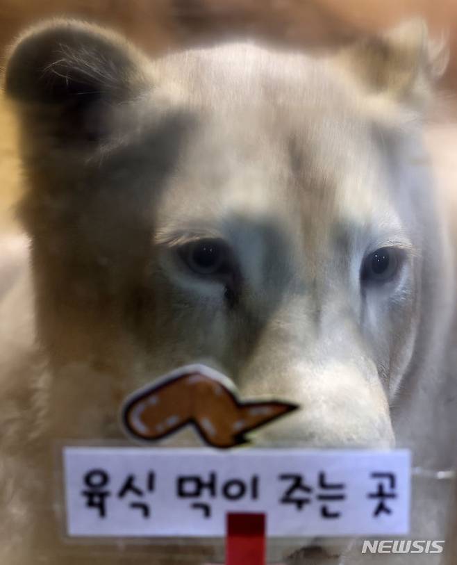 [대구=뉴시스] 이무열 기자 = 폐업한 실내 동물원에 방치됐던 백사자가 대구 달성군 네이처파크 동물원으로 옮겨진다. 사진은 17일 대구 수성구의 한 실내 동물원에 있는 백사자가 네이처파크로 옮겨지기 전 모습. 2024.06.17. lmy@newsis.com