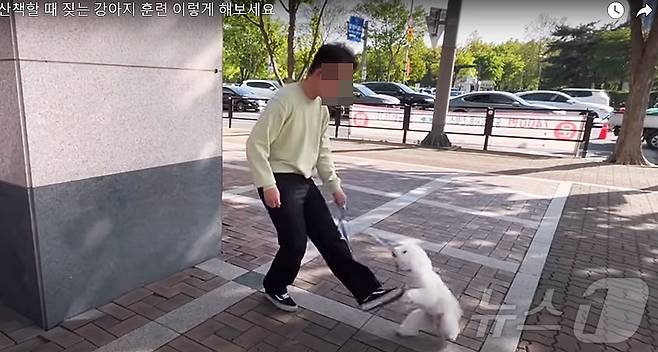 댕쪽이상담소에 올라온 산책할 때 짖는 강아지 훈련 영상 (댕쪽이상담소 유튜브 갈무리) /뉴스1
