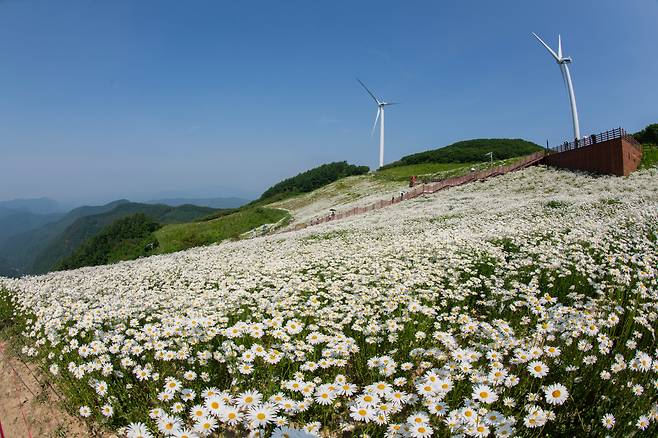 강원도 평창 청옥산 육백마지기 해발 1200m 고원에 조성된 천상의 화원에 샤스타데이지가 만개해  관광객들의 시선을 사로잡고 있다. /박상훈 기자