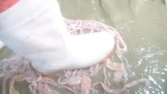 중국의 한 오리 내장 가공 공장의 직원이 내장을 발로 밟아 세척하고 있다. 일부 직원은 소변을 본 하수구에서 오리 내장을 건져 올리기도 했다. 해당 식재료는 훠궈 식당과 도매시장 등에 납품돼 온 것으로 알려졌다.