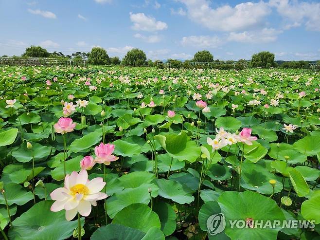 당진 합덕제 연꽃 [당진시 제공. 재판매 및 DB 금지]