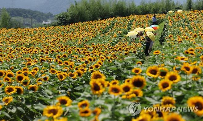 지난해 열린 함안 강주해바라기 축제 [연합뉴스 자료사진]