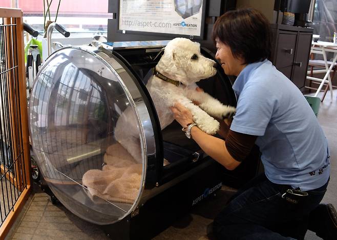 일본 도쿄에 있는 한 애견 요양원. 직원이 12살 된 강아지를 산소 캡슐에서 꺼내고 있다. 이 강아지는 뇌전증을 앓고 있어 산소 캡슐에서 치료를 받는다고 한다. 최근 일본에선 노견들을 위해 전문 치료 시설을 갖춘 애견 요양원이 인기를 끌고 있다. /AFP 연합뉴스