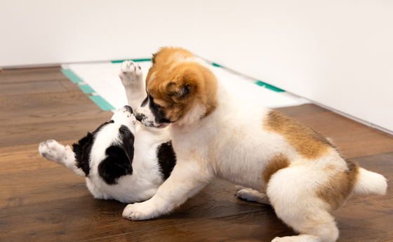 Two Alabai puppies play with each other in their new home, the presidential residence in Yongsan, central Seoul, on Wednesday. [PRESIDENTIAL OFFICE]