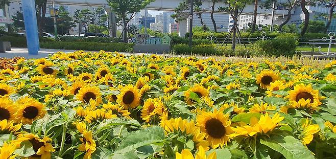 [부산=뉴시스] 부산 연제구는 여름을 맞이해 부산 도시철도 3호선 거제역 월드컵대로 도시바람길숲에 해바라기를 주제로 한 '꽃정원(팝업가든)'을 설치했다. (사진=연제구 제공) 2024.06.20. photo@newsis.com *재판매 및 DB 금지