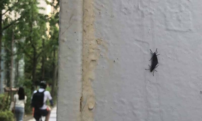 지난해에 이어 올해도 개체 수가 늘어나고 있는 ‘붉은등우단털파리’(러브버그). 연합뉴스