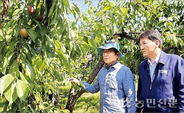 성기호 경북 김천 아포농협 조합장(오른쪽)과 농민 신도근씨가 출하를 앞둔 ‘대석’ 자두의 생육 상태를 살피고 있다.