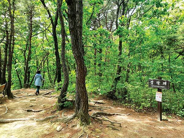 운제산 숲길.