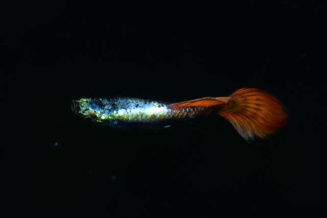 18일 한 주거지역 인근 물가에서 촬영된 관상용 열대어 구피가 화려한 색을 뽐내고 있다.