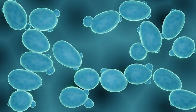 곰팡이균을 현미경으로 관찰한 모습. 최근 학계에 곰팡이균 감염 사례가 속속 보고되고 있다. /사진=게티이미지뱅크