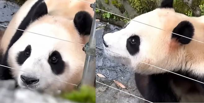 한 여성 관람객이 한국말로 “안녕”이라고 하자 그 여성을 확인하기 위해, 관중석을 꼼꼼히 확인하며 아이컨텍을 시도하는 푸바오