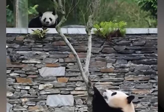 “저 오빠 누구야, 왜 나 만 바라봐?..모르는 체 해야지” 푸바오와 허허의 묘한 기류