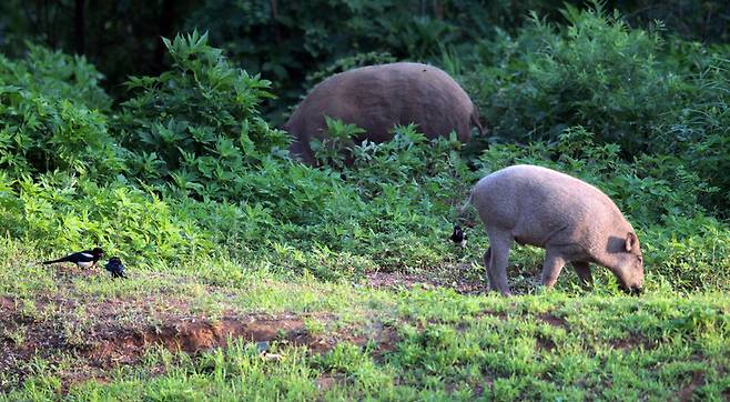 경기도 연천군 비무장지대(DMZ) 인근에서 멧돼지가 먹이를 찾고 있다. 연합뉴스