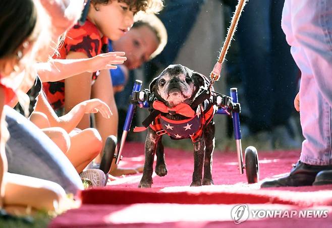 (페탈루마 AFP=연합뉴스) 21일(현지시간) 미국 캘리포니아주 페탈루마에서 열린 '세계에서 가장 못생긴 개' 선발대회에 참가한 열네살 퍼그 '롬'.
2024.6.21 photo@yna.co.kr