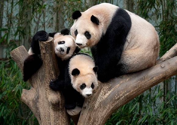 에버랜드 판다 가족 생일 스페셜 축제_엄마 아이바오와 쌍둥이 판다 루이바오(위), 후이바오(아래). [사진=에버랜드 ]