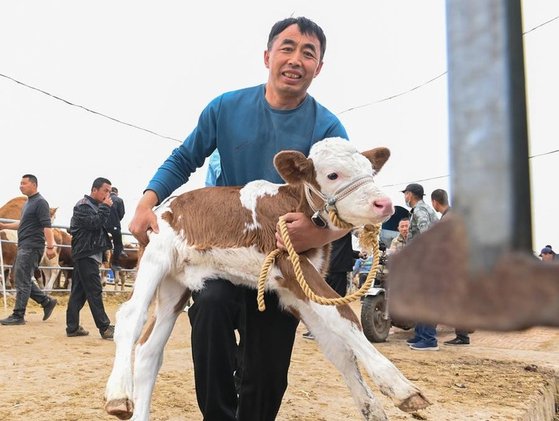 헤이룽장(黑龍江)성 치치하얼(齊齊哈爾)시 간난(甘南)현 환시(歡喜)가축시장을 찾은 구매자가 지난달 22일 거래를 마친 송아지 한 마리를 트럭에 싣고 있다. 신화통신