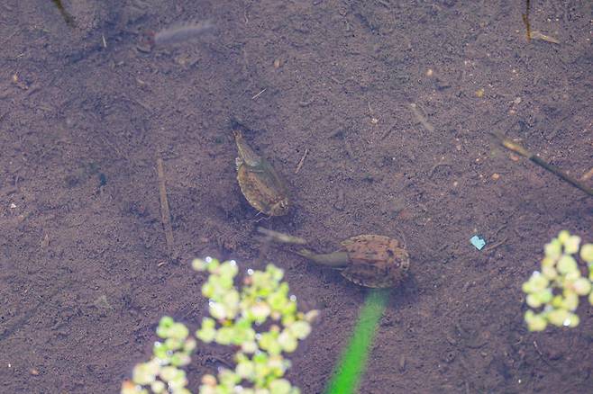 [산청=뉴시스] 산청군청 긴꼬리투구새우 산청읍 *재판매 및 DB 금지 *재판매 및 DB 금지