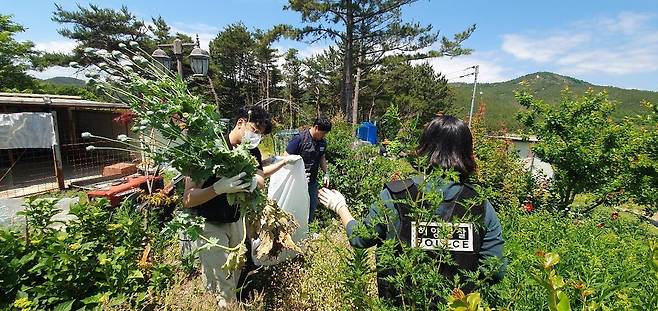 불법 재배 양귀비 단속하는 포항해경 [포항해양경찰서 제공. 재판매 및 DB 금지]