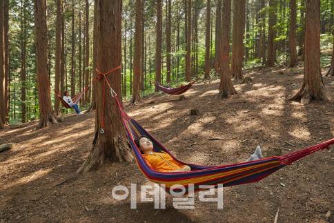 국립장성숲체원 방문객이 해먹 프로그램을 하고 있다. (사진=국립장성숲체원 제공)