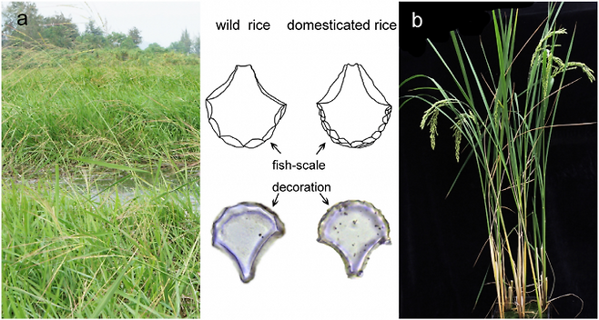 볏과 식물의 잎에 있는 기동세포는 가물 때 잎이 말리게 해 수분 손실을 막는 역할을 하고 직립성에도 영향을 준다. 벼의 기동세포에는 비늘처럼 보이는 구조가 있는데, 야생 벼가 작물화되면서 평균 개수가 늘어났다. 즉 비늘이 9개 이상인 비율이 야생 벼(wild rice)는 4~33%이고 작물 벼(domesticated rice)는 40~67%다. 따라서 유적지에서 나온 기동세포 식물석은 야생 벼인지 작물 벼인지 알 수 있는 지표가 될 수 있다. 플러스원 제공&nbsp;