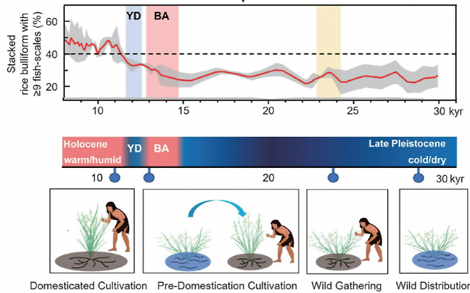 기후변화는 동아시아인이 쌀을 식량으로 이용하는 데 결정적인 역할을 했다. 마지막 최대 빙하기(노란색)로 양쯔강 하류 지역의 인구밀도가 높아지자 약 2만4000년 전부터 야생 벼의 씨앗, 즉 쌀을 채집해 먹기 시작했다(아래 오른쪽에서 두 번째 그림으로 색 표시는 오류다(자생이므로 파란색으로 나타내야)). 그 뒤 마지막 아빙기(BA. 분홍색)를 겪으며 약 1만3000년 전부터 야생 벼를 재배했고(아래 왼쪽에서 두 번째) 홀로세가 시작한 직후인 약 1만1000년 전부터 작물 벼를 재배했다(아래 맨 왼쪽). 이 기간 기동세포 비늘 개수가 9개 이상인 비율을 보면 마지막 아빙기부터 비율이 높아지기 시작해 약 1만1000년 전 40%를 넘어섰다(위). 사이언스 제공