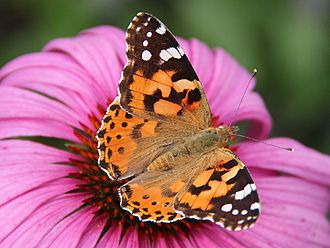 작은멋쟁이나비(Vanessa cardui)가 쉬지 않고 대서양을 건너 아프리카에서 남아메리카까지 이동했다는 결정적인 증거가 나왔다. 위키미디어 제공