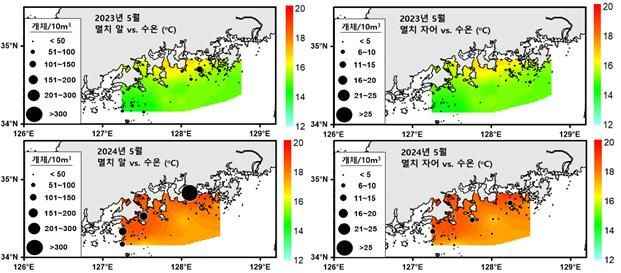 [부산=뉴시스] 5월 남해안 멸치 알과 자어의 수온분포 (그래픽=수과원 제공) 2024.06.26. photo@newsis.com *재판매 및 DB 금지