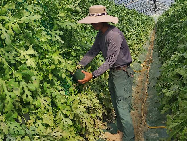 (음성=연합뉴스) 전성훈 기자 = 충북 음성군 맹동면 한 비닐하우스에서 소품종 까망애플수박을 재배하는 민봉현씨. 2024.6.24. lucho@yna.co.kr