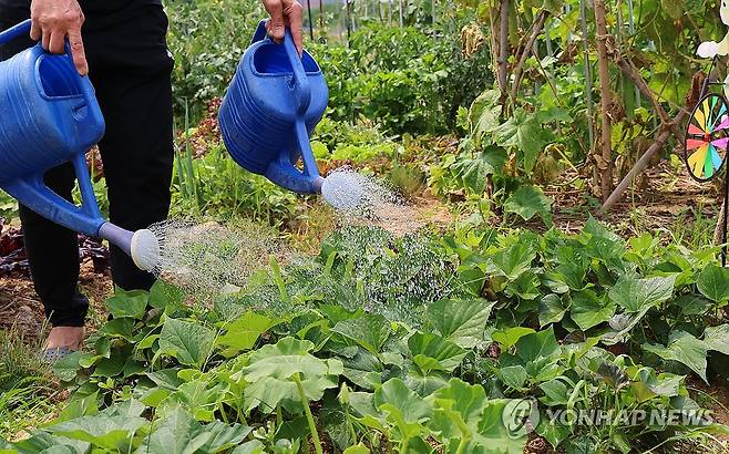 폭염 열기 식혀주는 물줄기 (인천=연합뉴스) 임순석 기자 = 폭염이 이어진 20일 오후 인천 연수구 송도 이음 텃밭에서 도심 농부가 텃밭 채소에 물을 주고 있다. 2024.6.20 soonseok02@yna.co.kr