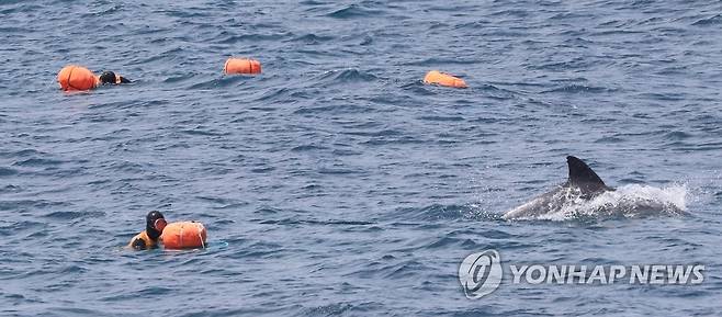 제주 해녀와 남방큰돌고래 (서귀포=연합뉴스) 지난 2020년 4월 16일 오전 제주 서귀포시 대정읍 신도리 해안에서 오가는 남방큰돌고래 무리와 가까이서 해녀들이 물질을 하고 있다. [연합뉴스 자료사진]