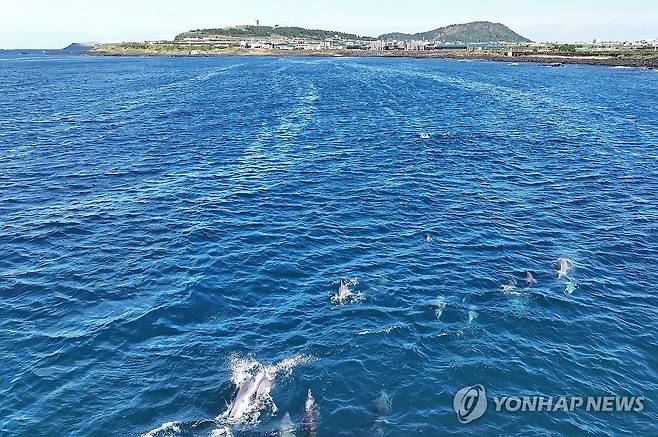 이동하는 남방큰돌고래 무리 (서귀포=연합뉴스) 지난 2023년 10월 10일 오전 제주 서귀포시 대정읍 신도리 앞바다에서 남방큰돌고래 무리가 북쪽으로 이동하고 있다. [연합뉴스 자료사진]