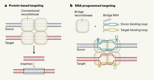 기존 유전자 편집 기술(a)과 이번에 개발된 브릿지 재조합 메커니즘(b)을 나타낸 그림./네이처(Nature)