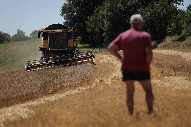 지난 25일 프랑스 남서부 툴르즈 인근 농장에서 밀을 수확중인 농부 / 사진=AFP