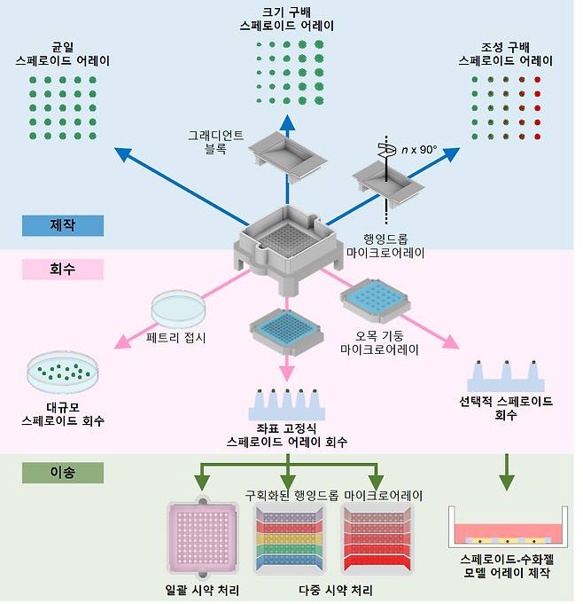 맞춤형 스페로이드 어레이 제작 및 분석을 위한 '클릭-스페로이드(CLiCK-Spheroid)' 플랫폼 개요.[KAIST 제공]